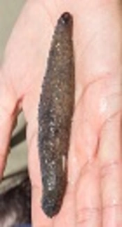 Identification and Quantification of Phthalate Pollution in <i>Holothuria atra</i>: A Sea Cucumber from the Persian Gulf (Iran)